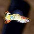 Luminous Cobra Guppy, Male